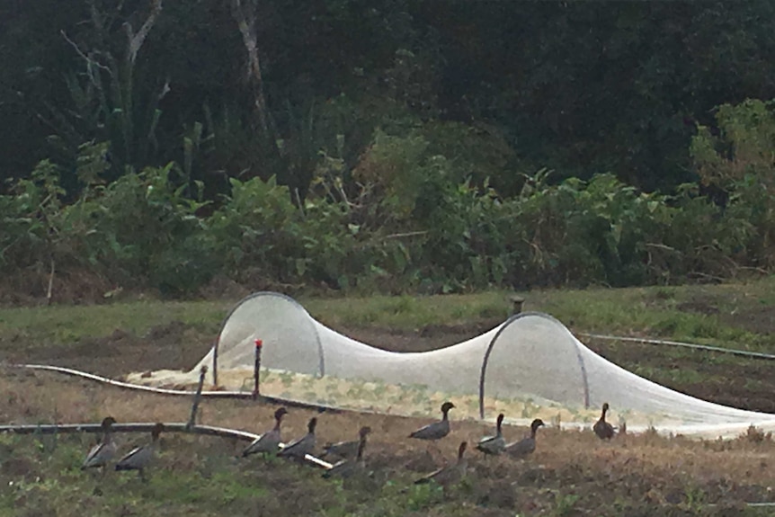 A flock of ducks standing near nets and crops.