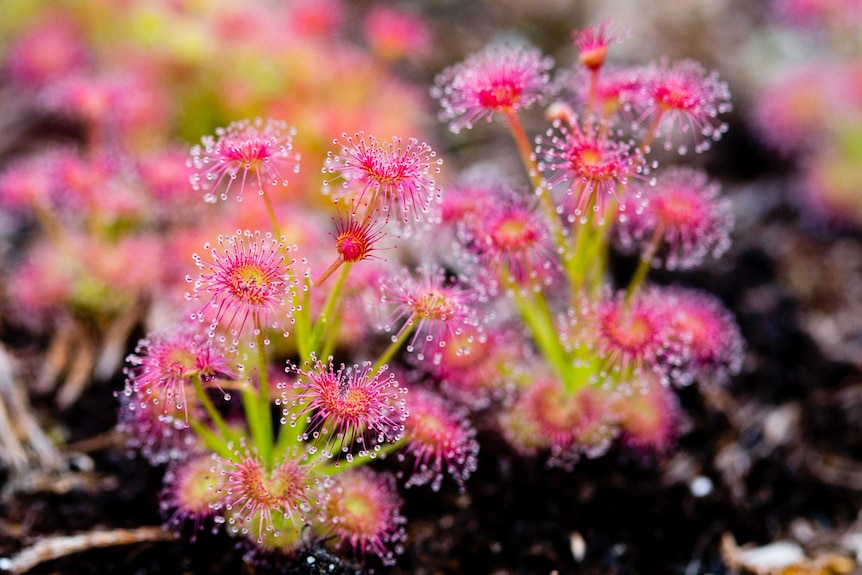 A cluster of hot-pink flowers covered in long narrow spikes topped with clear droplets.