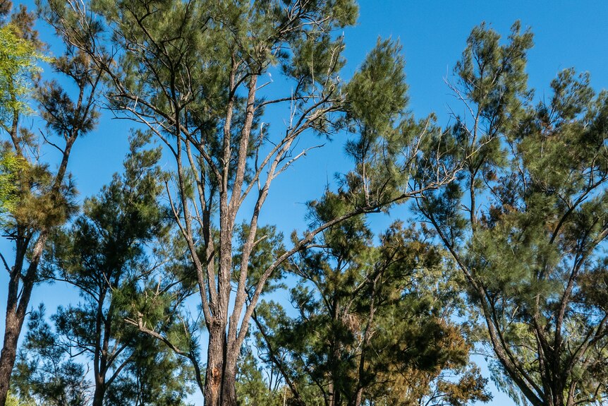 Tall graceful trees with thin long leaves against a blue sky
