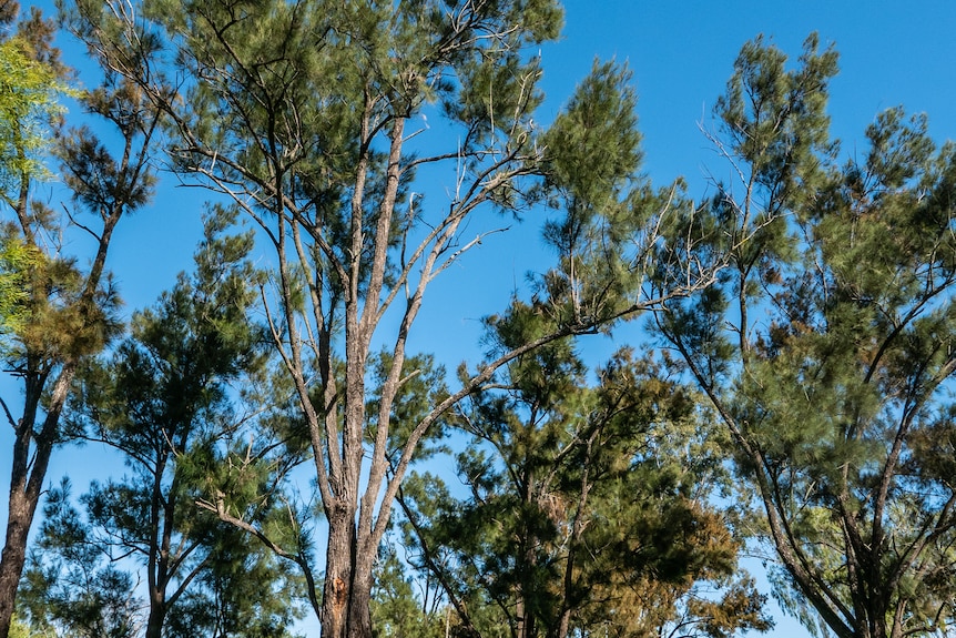 Tall graceful trees with thin long leaves against a blue sky