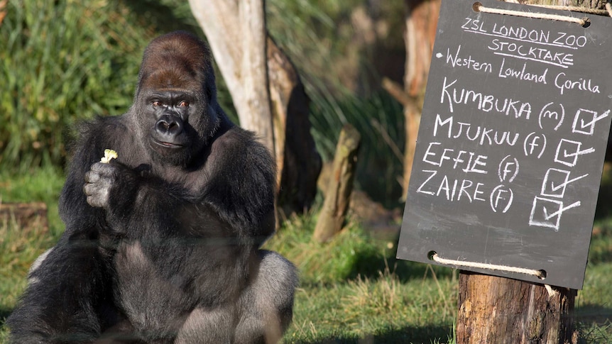 A western lowland gorilla named Kumbuka is seen near a posed sign during a photocall at London Zoo