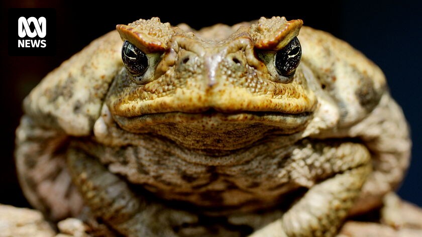Trap could halt march of cane toads into the Clarence Valley