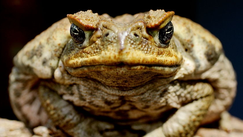 A poisonous cane toad sits on a log before feeding time at Taronga Zoo February 15, 2005.