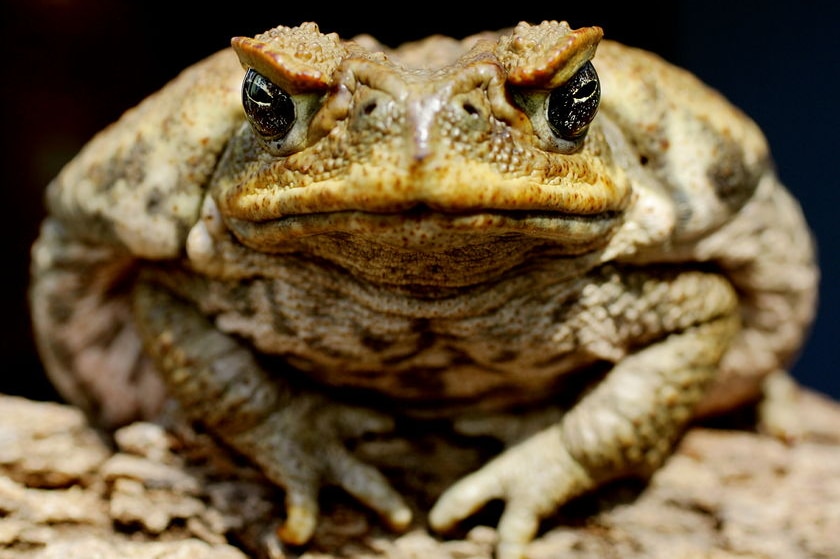 A cane toad sits on a log