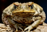 Control programs stepped up as cane toad numbers fall