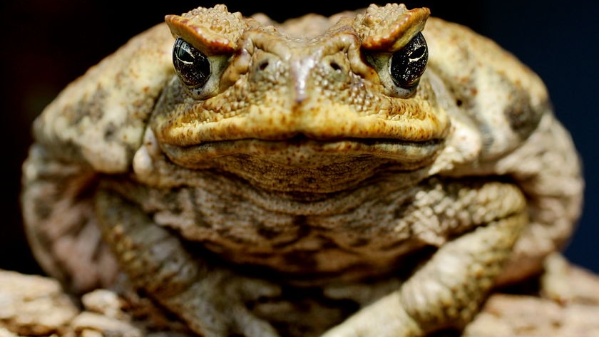 A cane toad sits on a log