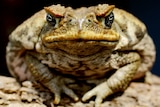 A cane toad sits on a log before feeding time at Sydney's Taronga Zoo.