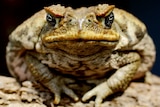 A cane toad sits on a log.