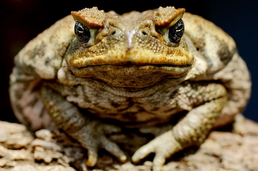 Cane toads move 50km a year