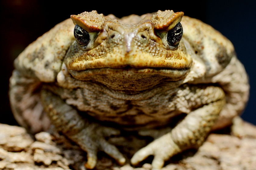 Close up of a poisonous cane toad sitting on a log.