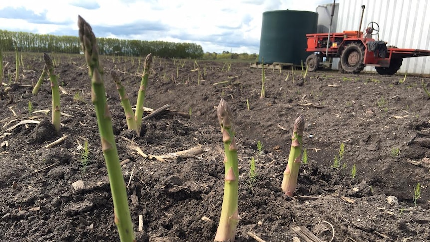 A close up of asparagus growing in a paddock.