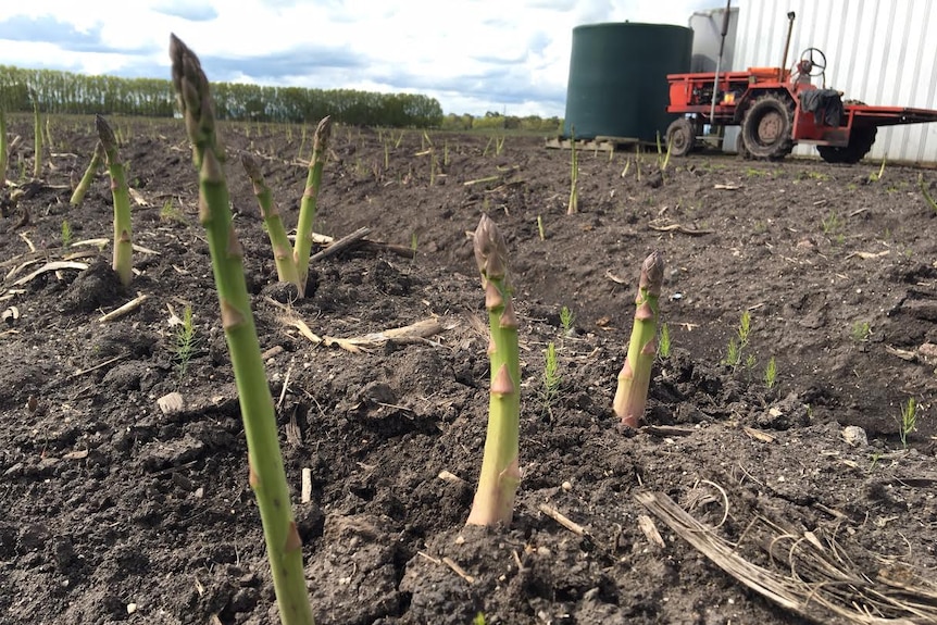 A close up of asparagus growing in a paddock.