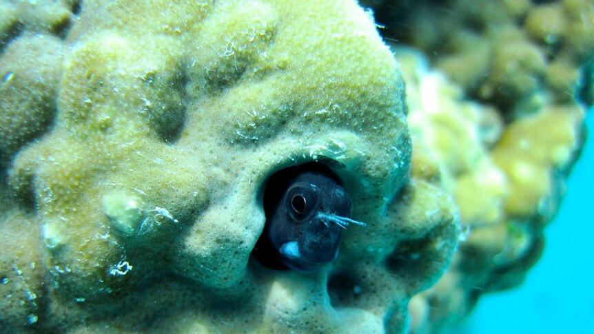 A fish poking its head out of a some coral underwater