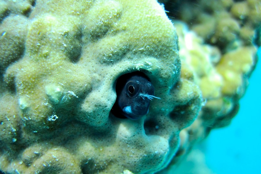 A fish poking its head out of a some coral underwater