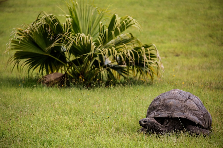 A tortoise next to a plant on a green lawn