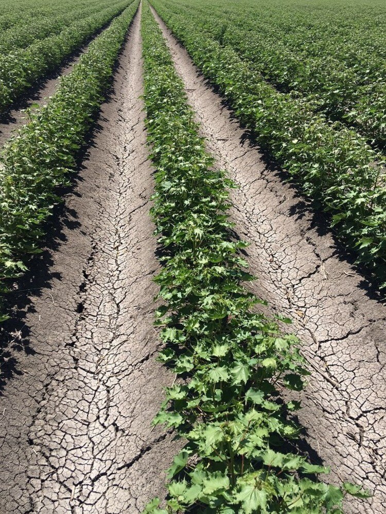 Spray drift damages 6,000 hectares of NSW cotton on Christmas Day ABC