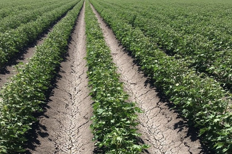 Long rows of wilted cotton plants on a NSW crop damaged by spray drift on Christmas day.