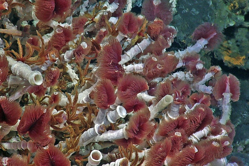 tube worms