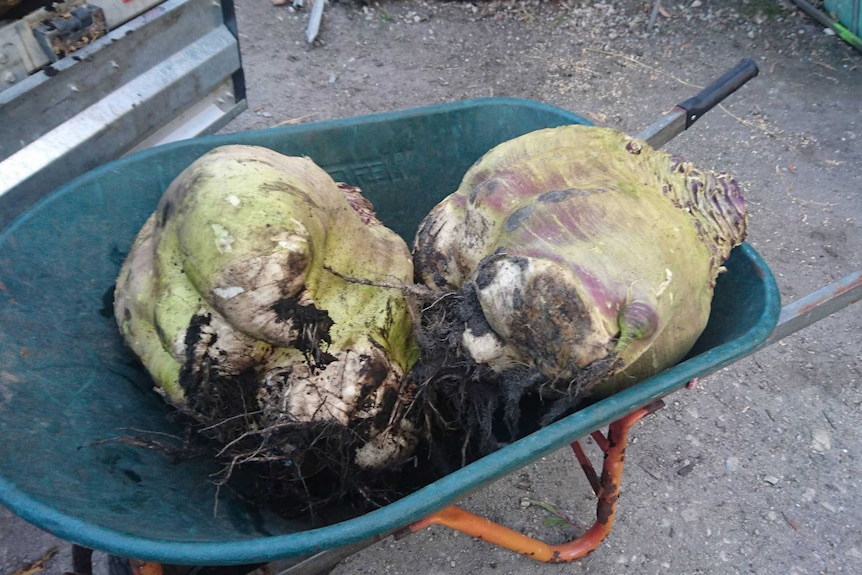The world's largest turnip, grown in Tasmania