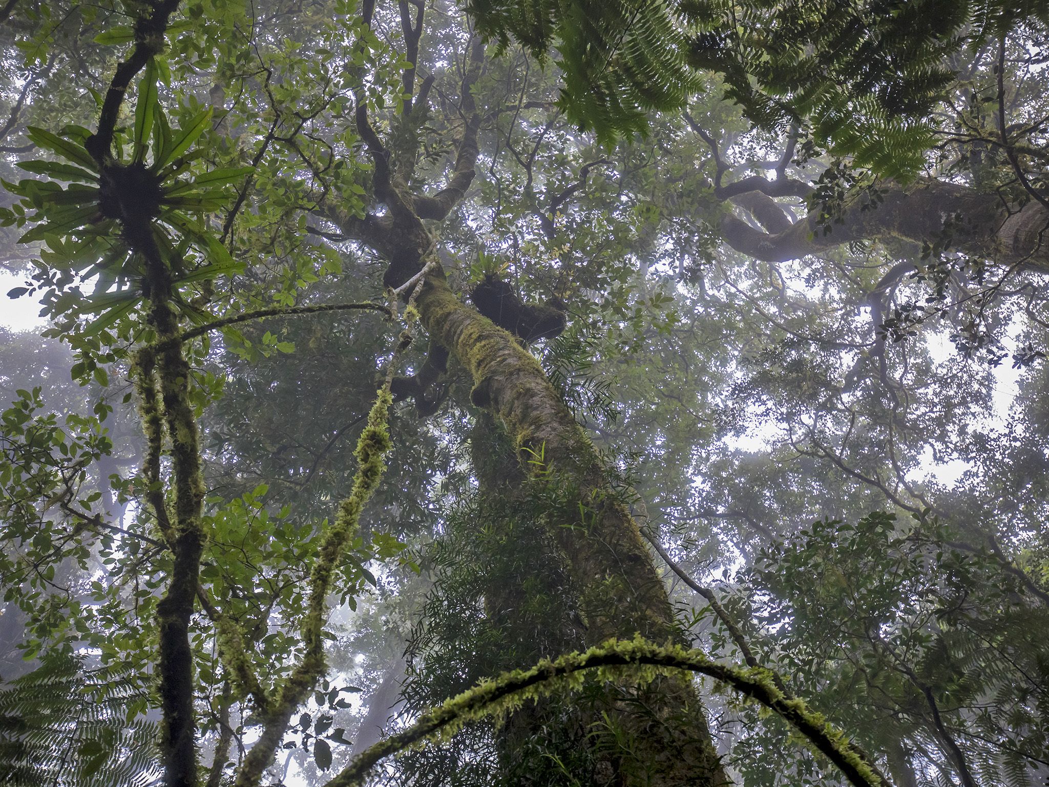 Canopy science Discovering the 'eighth continent' in the treetops above us ABC News
