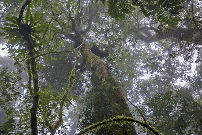 Looking up through a rainforest canopy in Australia