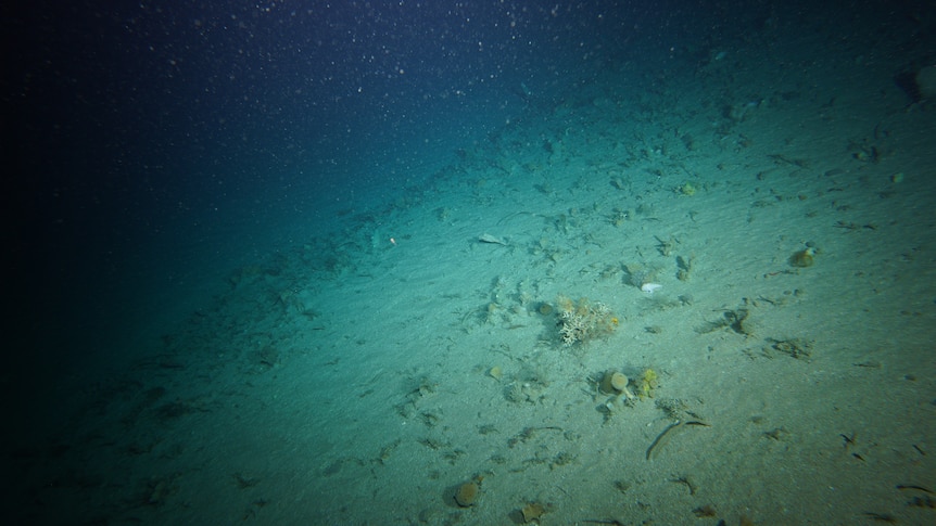 A small, white handfish walking on the seafloor.