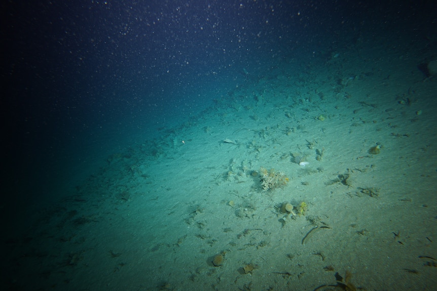 A small, white handfish walking on the seafloor.