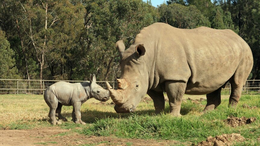 A white rhino calf and its mother at a NSW zoo
