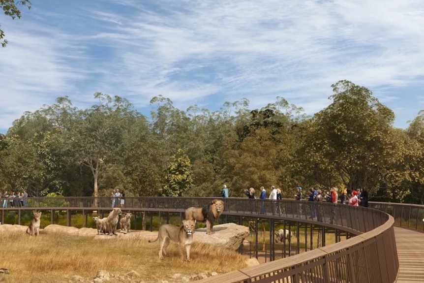 A zoo enclosure with lions and tigers, a round walkway wrapped around it