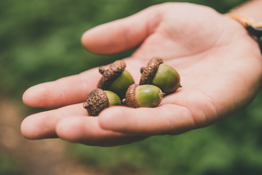 A hand holding four acorns.