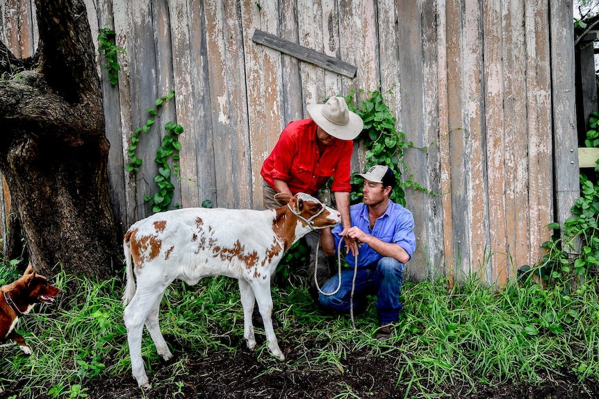 Tony and and Todd tending to one of their calves.