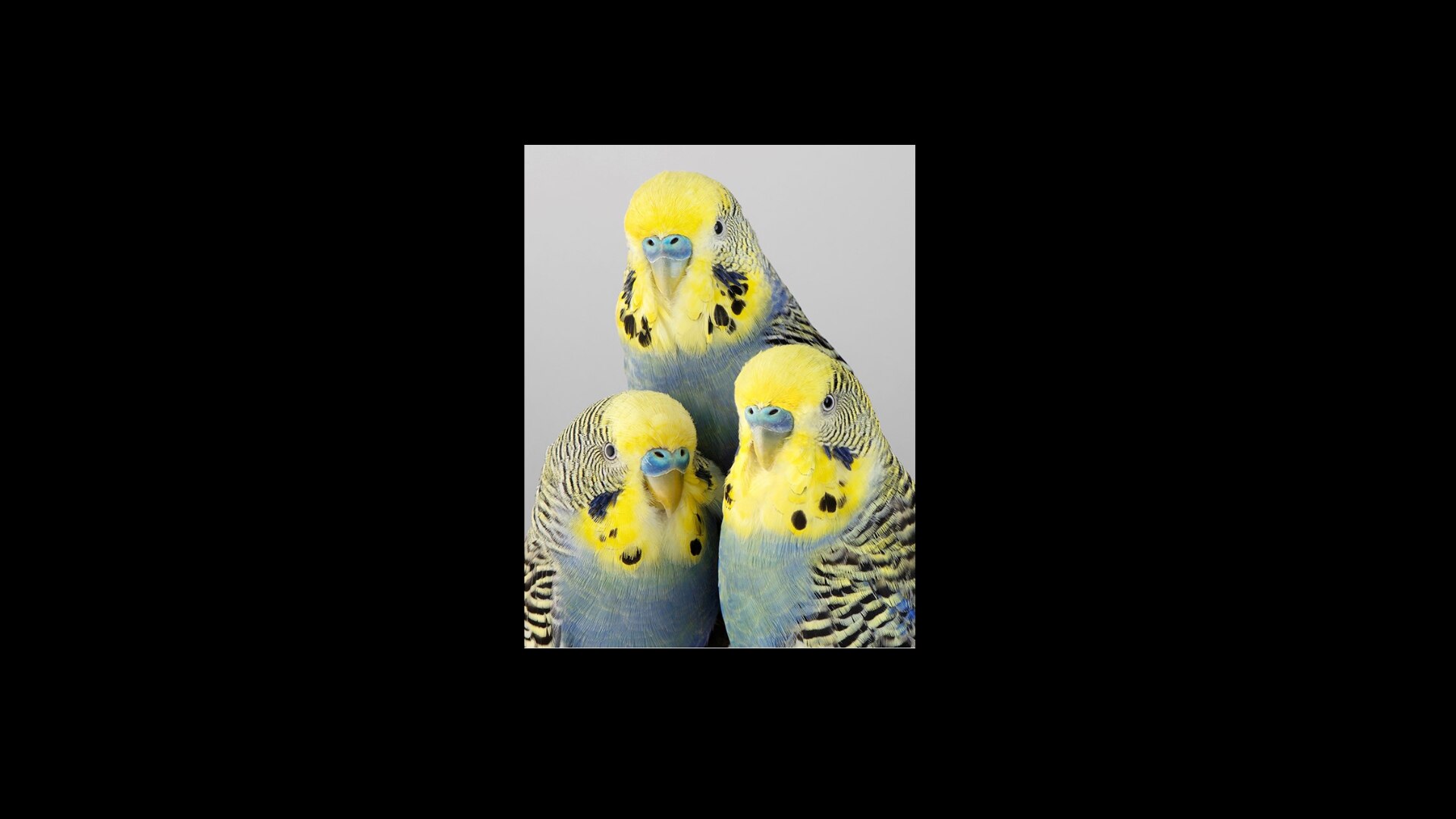 How Leila saw birds anew