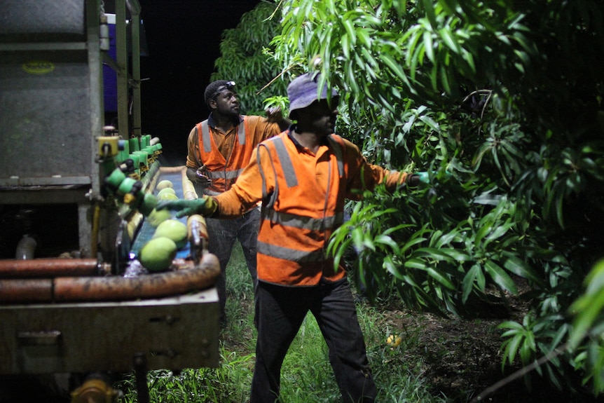 two men in hi-vis vests picking mangoes from a tree at night-time.