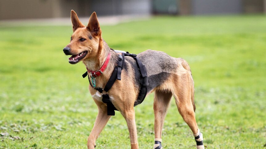 A kelpie wwearing a harness