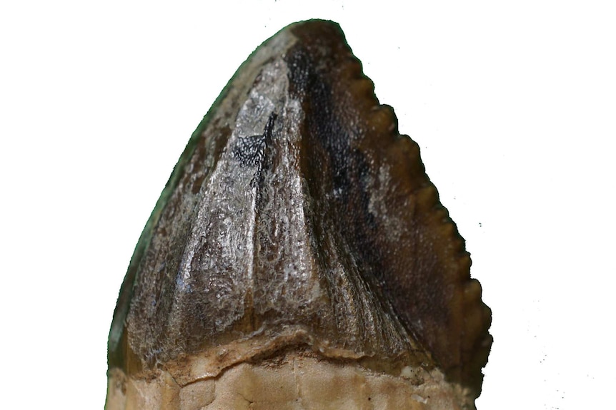 Fossil tooth, it is pointed an serrated on edge