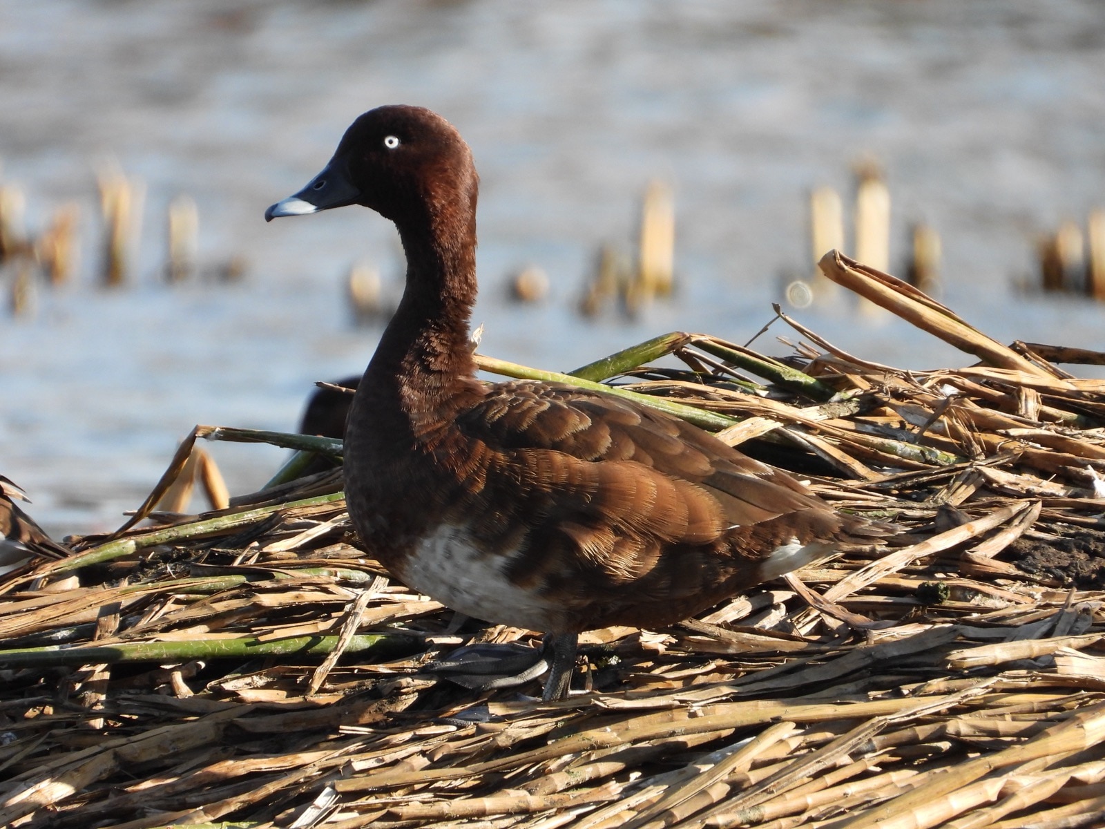 A dark brown duck with light underside on reeds.