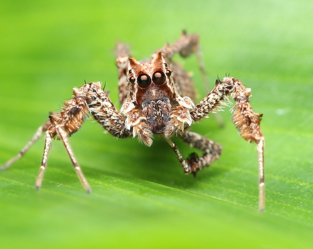 Scientists video REM-like sleep in Australian jumping spider species ...