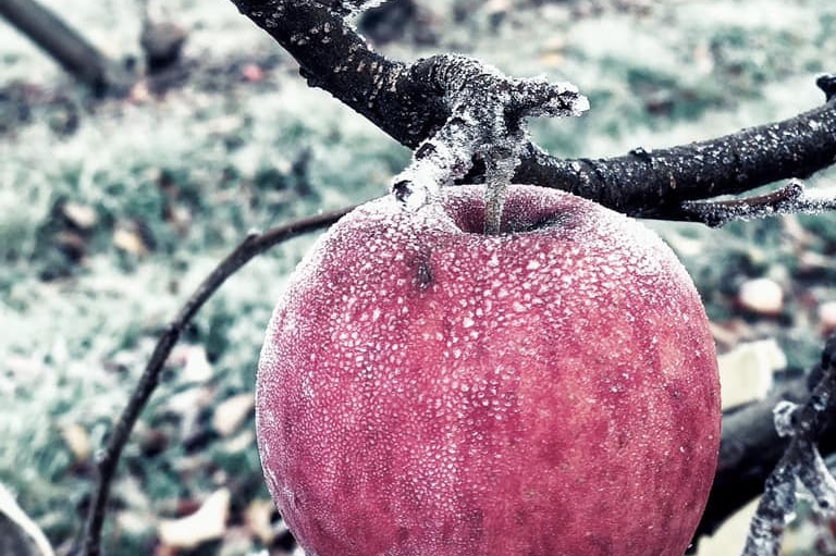 Frost covered apple