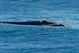 A photo of a whale breaching 