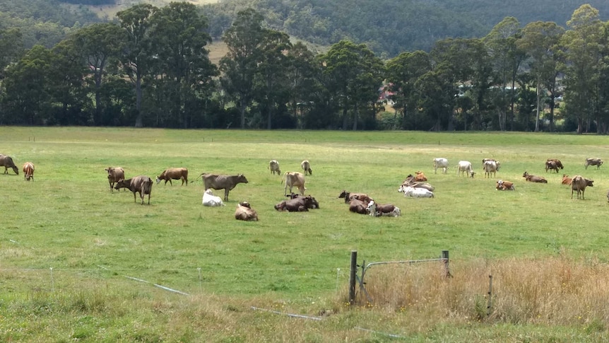 Glen Huon Dairy Farm, the latest development for Bruny Island Cheese