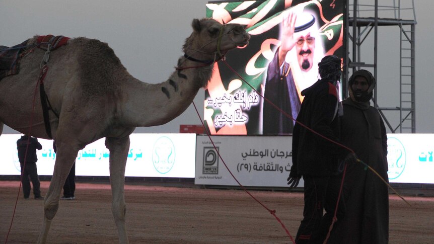 Camel race in Saudi Arabia