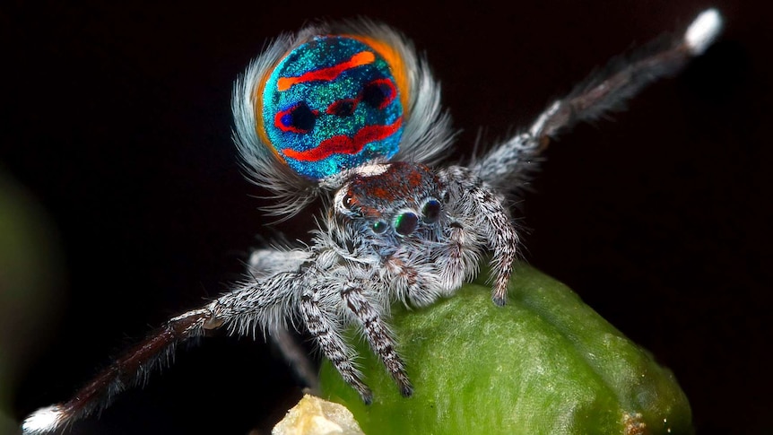 Close up of colourful, hairy spider