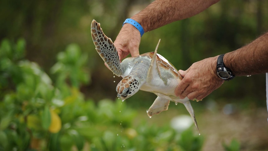 A man holds a sea turtle by its shell as water drips off.