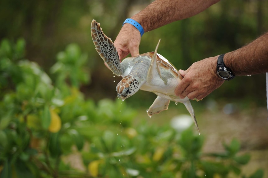 A man holds a sea turtle by its shell as water drips off.