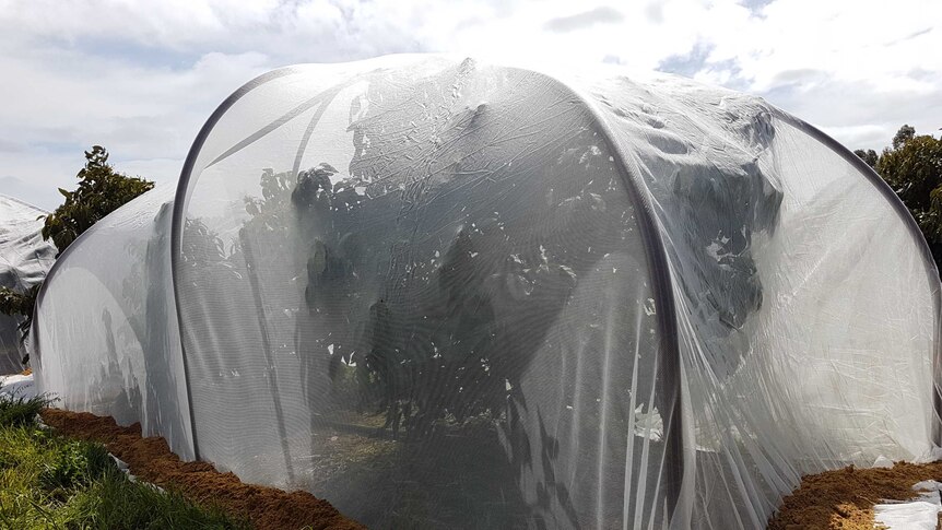 A netted dome over blueberry plants containing a controlled pollination trial