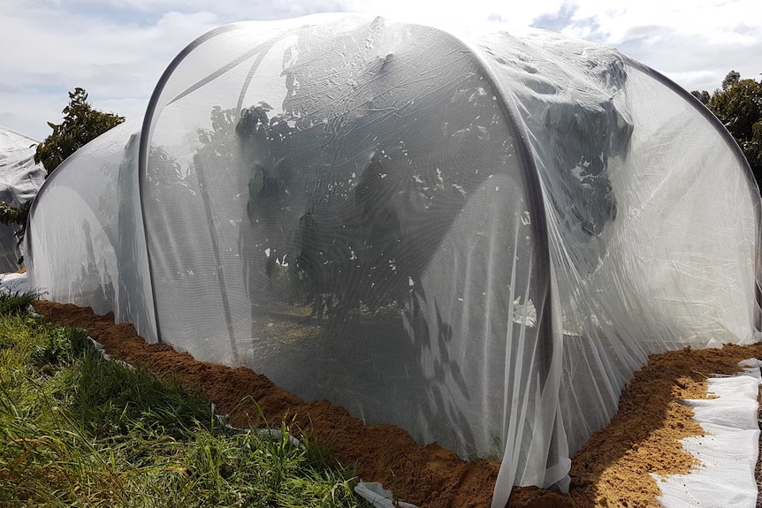 A netted dome over blueberry plants containing a controlled pollination trial