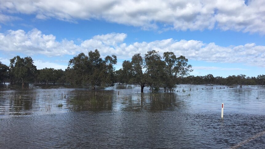 Floodwaters alongside the Newell Highway in Forbes.