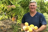 A man holds lots of mangoes in his arms and smiles as he stands next to fruit-laden mango trees.