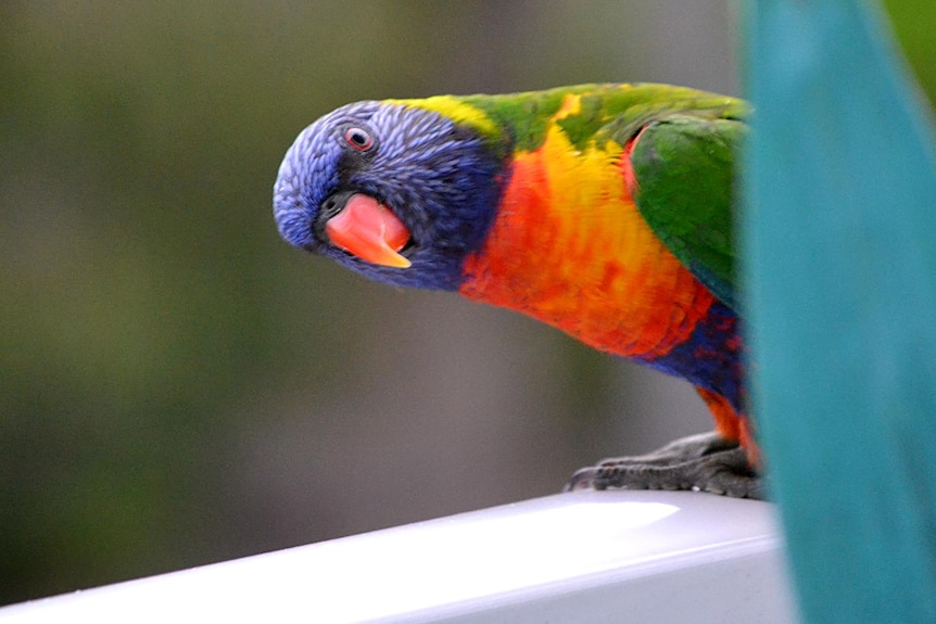 A lorikeet peers around a pot plant.