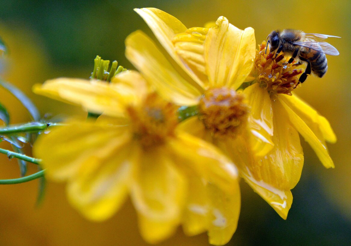 Ancient Significance Of Honey Bees – PCWH